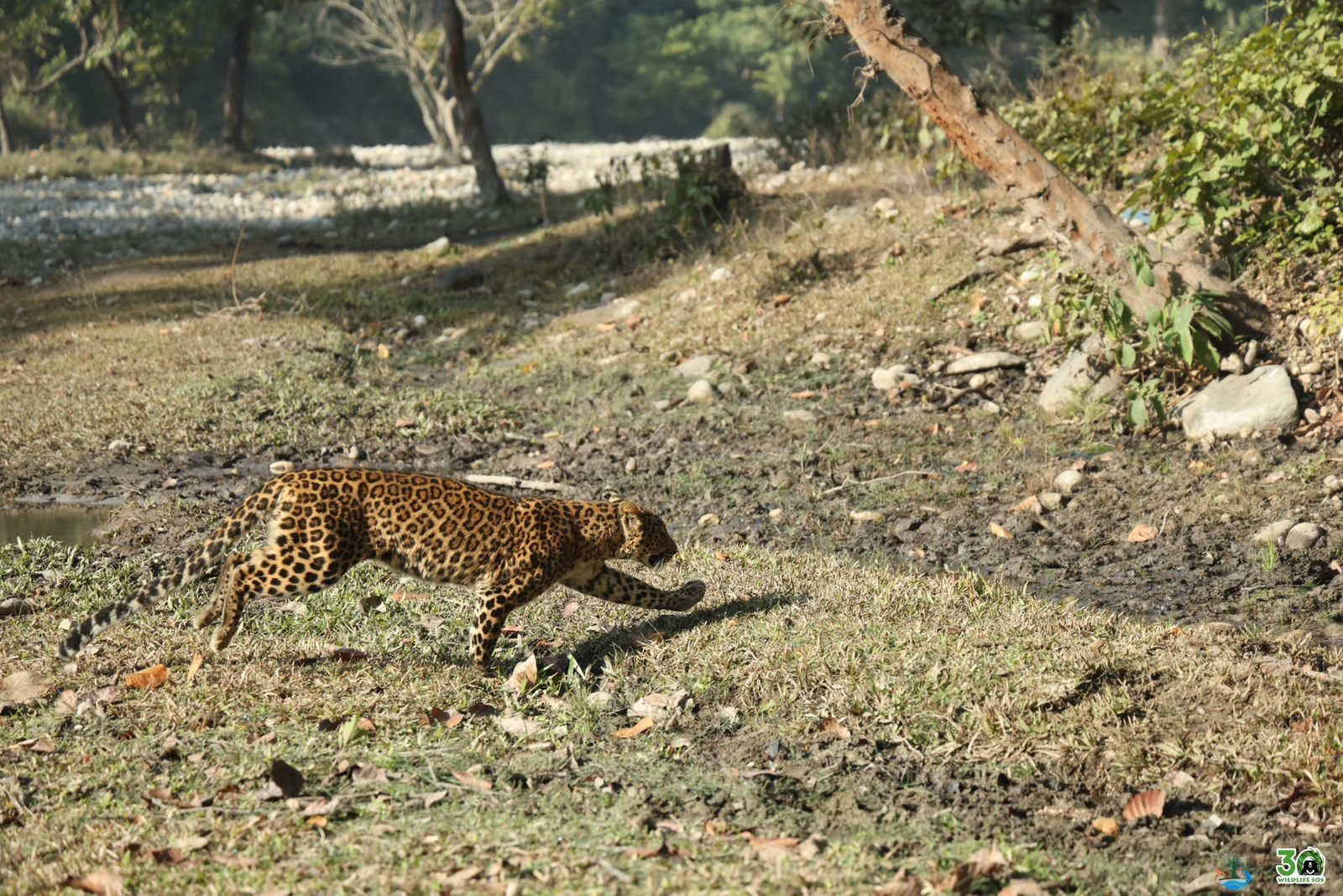 उत्तर प्रदेश में घातक जाल के चंगुल से फंसी मादा तेंदुए को सुरक्षित बचाया