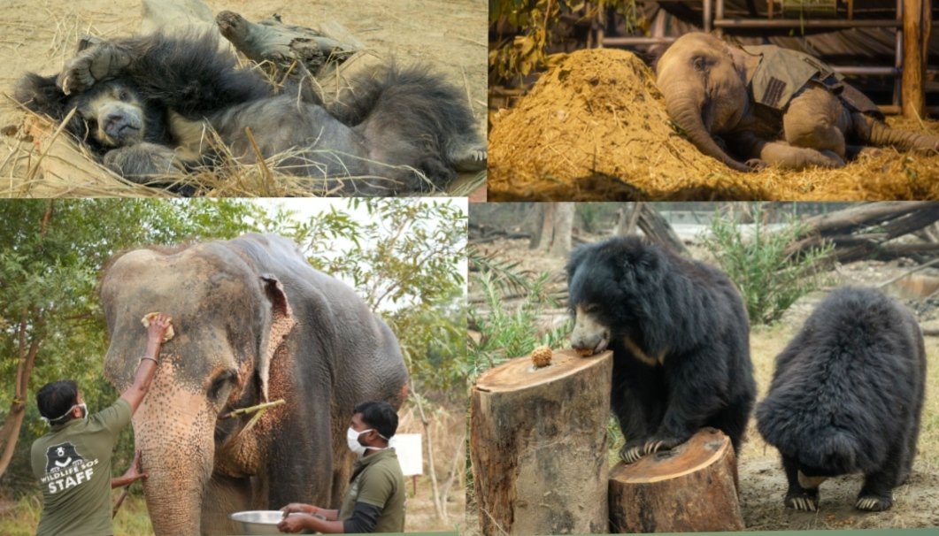 हाथी और भालुओं को शीतलहर से बचाने के लिए वाइल्डलाइफ एसओएस ने लागू किए विशेष इंतज़ाम