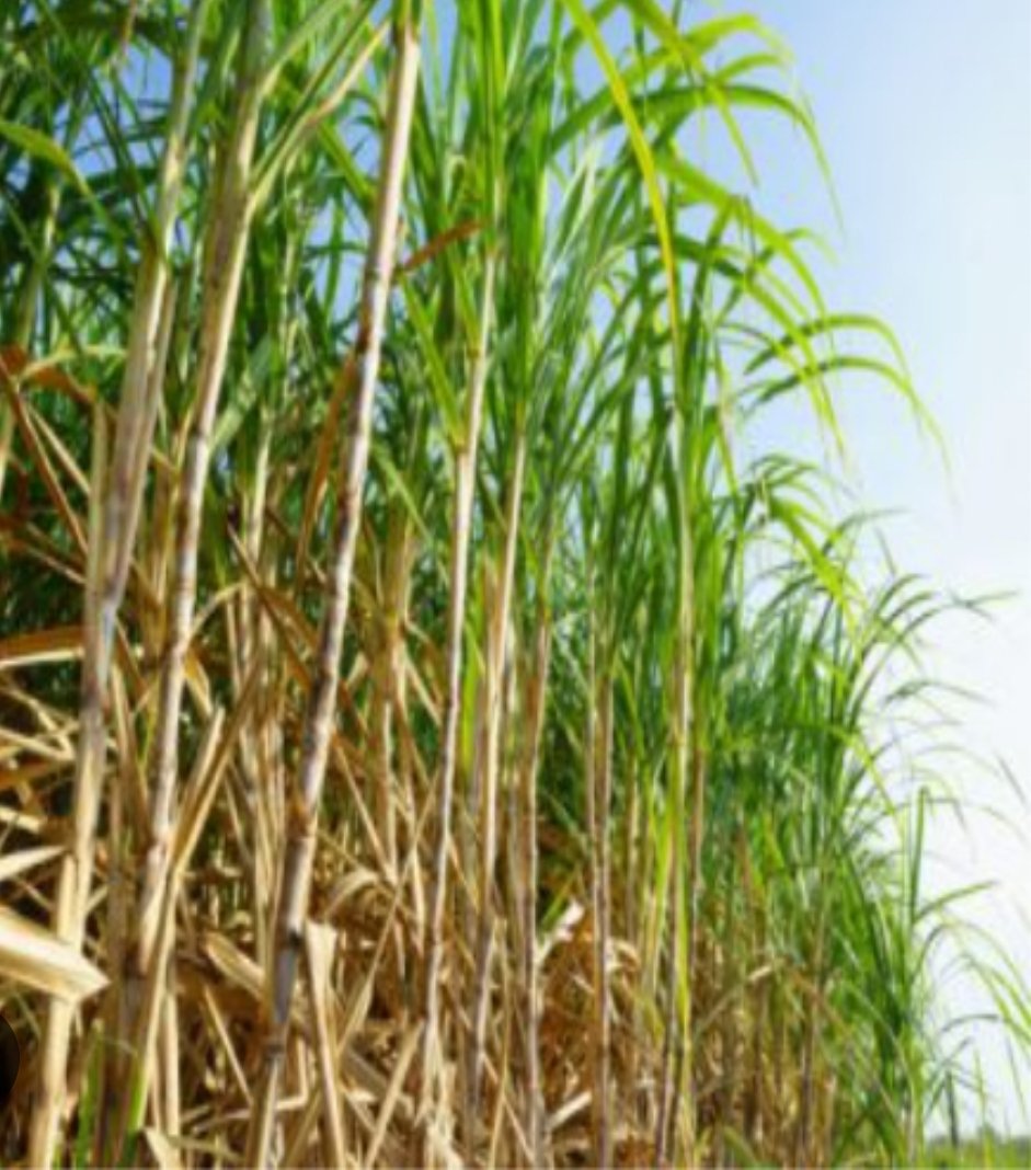 गुजरात प्रदेश के गन्ना मिलों एवम् गन्ना किसानों के विभिन्न समस्याओं को लेकर चिंतन बैठक का आयोजन