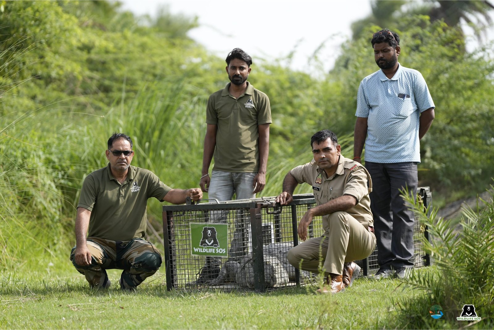नौ फ़ुट लंबा मगरमच्छ भटककर गाँव में पहुँचा, वाइल्डलाइफ़ एसओएस ने सुरक्षित पकड़ा