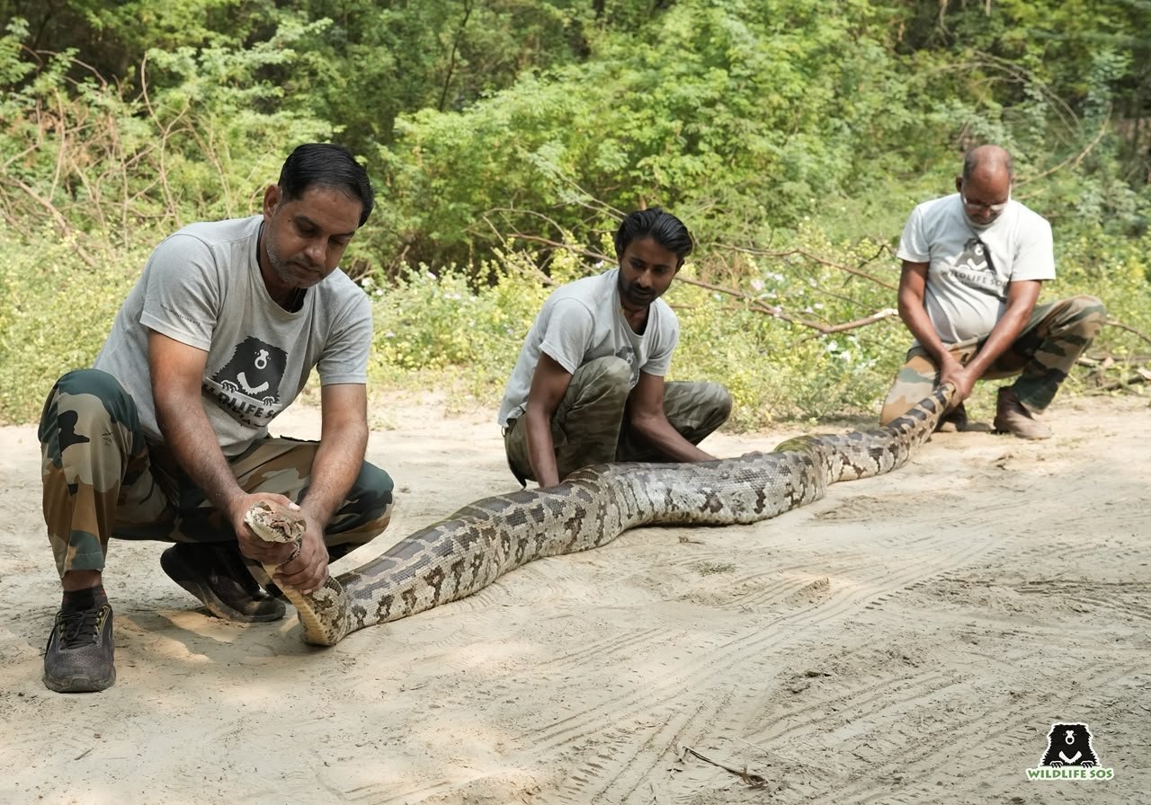 खेत में मिला विशाल अजगर, मंदिर में दिखा सैंड बोआ: वाइल्डलाइफ एसओएस द्वारा आगरा में दो सांपों का सुरक्षित रेस्क्यू